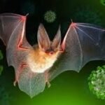 nipah