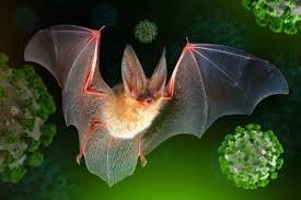 nipah