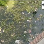 nnews8 1