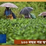 tea news1